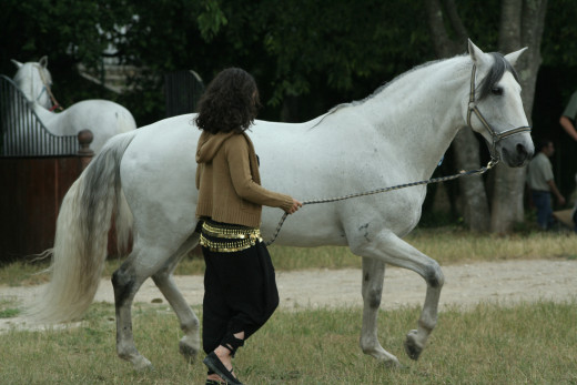 I've always found horse care to be enjoyable.