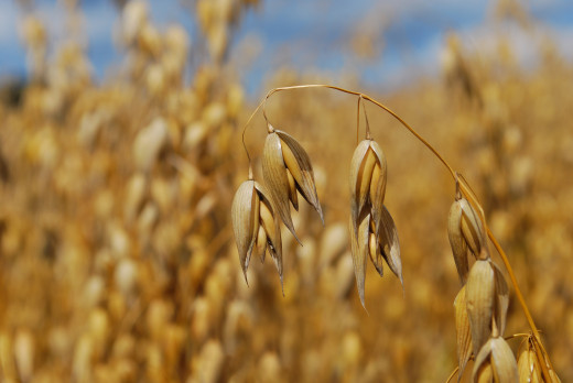 Horse Feed often includes oats.