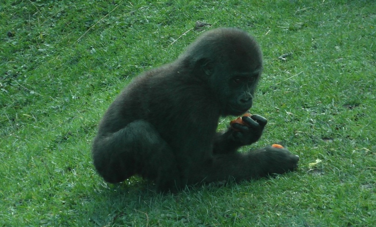 2 year old gorilla at Blackpool Zoo