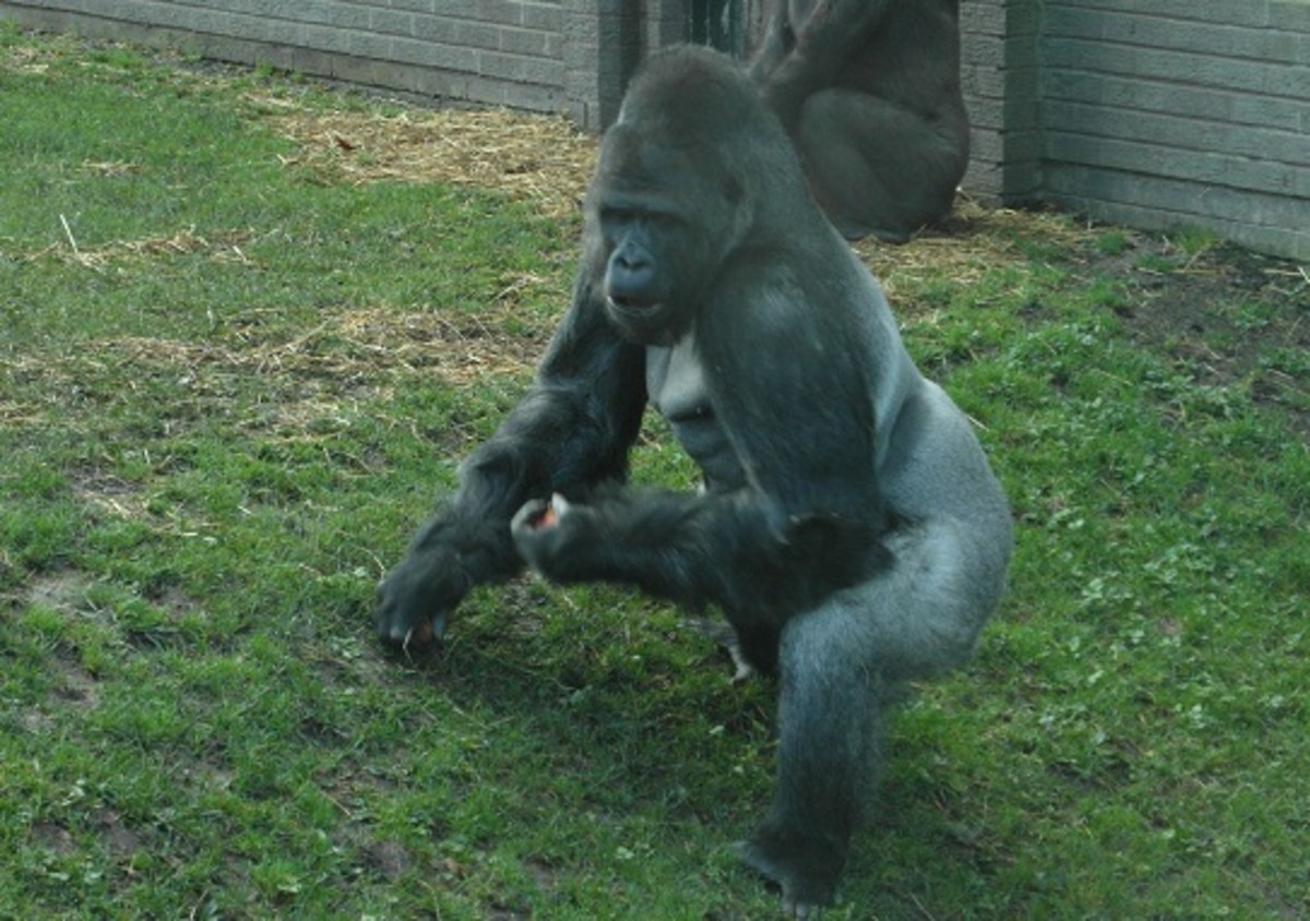 Silverback gorilla at Blackpool zoo