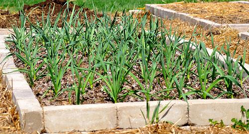 garlic planted in a raised bed garden