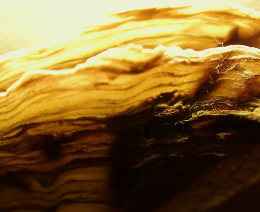 Shells provide wonderful colors and textures for clos-up photography.