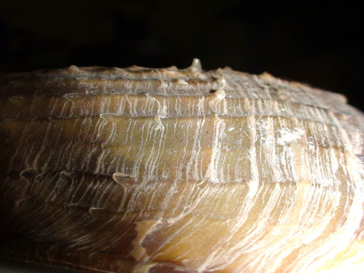 The shells texture can look like some strange, alien landform or terrain.
