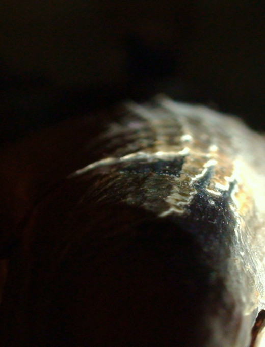 Using special lighting can produce cool effects when photographing shells close up.