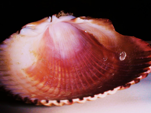 Scallop shells are great for baptisms and for seafood sidedishes or appetizers.