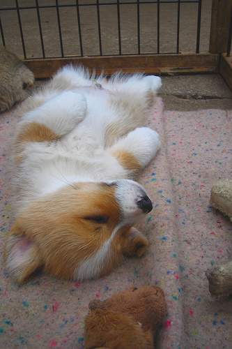 Oh that we all could sleep like this cute. little puppy