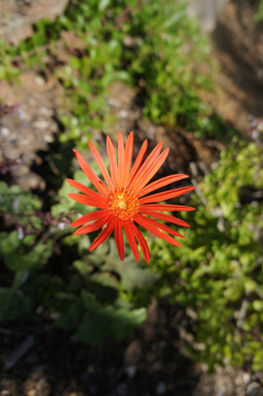 Flora