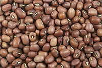 The mung bean