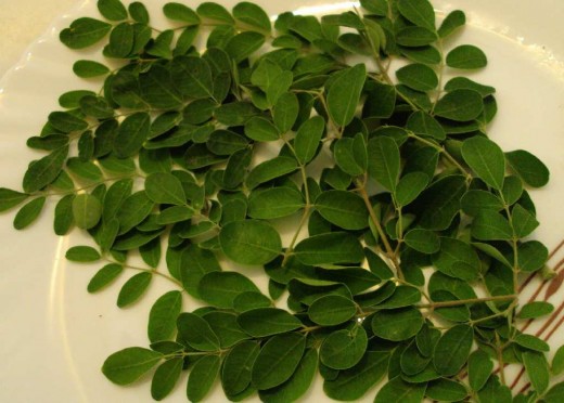 Moringa leaves