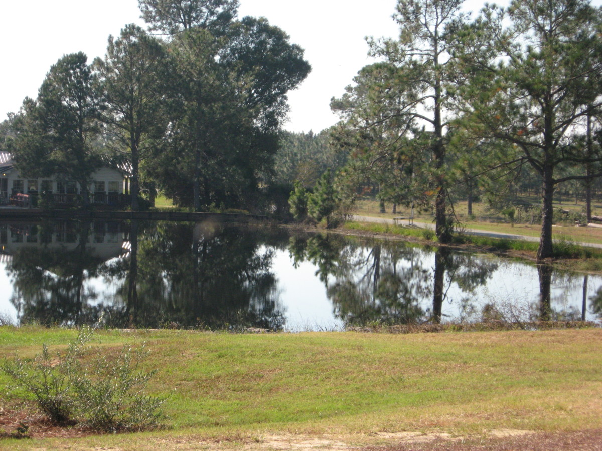 one of the ponds