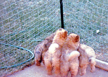 The pups at six weeks of age - all fluff