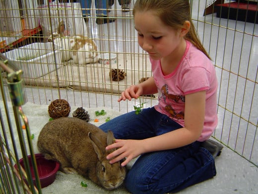 Allow your children to spend sometime with your bunny since children are far better communicative than adults in case of keeping pets.  