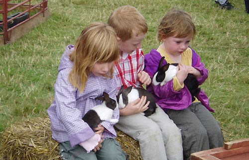 rabbits are the members of your family and make them feel as such