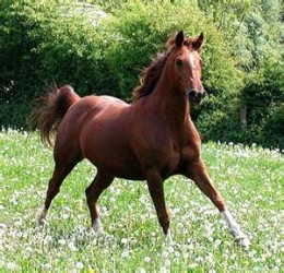 Dobbin Our Favourite Pony for young children