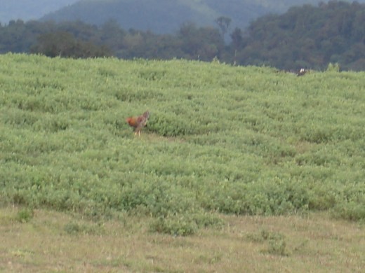 Hens pecking at the heights of Coorg