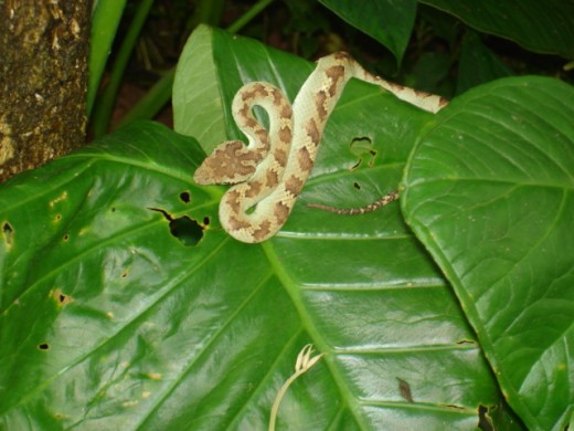 Viper resting on a leaf