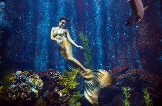 Mermaids entertain guests during lunch and dinner at the Oceanarium.