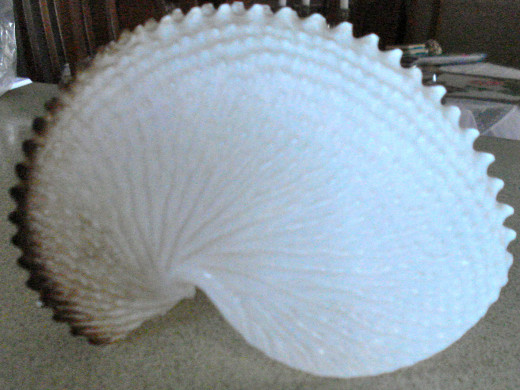 The Delicate 'Paper Nautilus.'