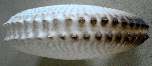The Egg Case Viewed from Above