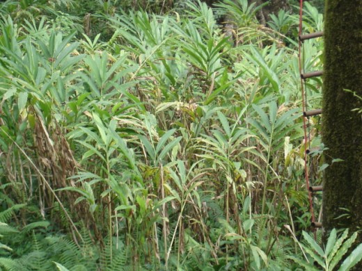 Cardamom plantation at Coorg