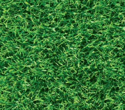 CAU grass