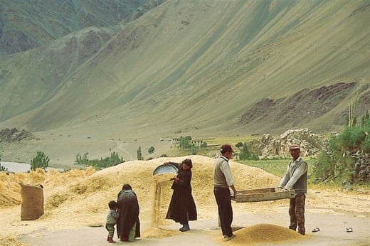 winnowing barley in Ladakh, a  Buddhist land the the shadow of the high Himalayas