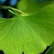 theherbalist profile image
