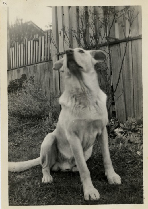 My father's white Shepherd/ golden Labrador. Big strong smart and loyal, babies could play with him, yet he was used for hunting.