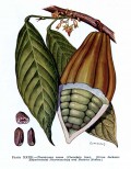 Chocolate: The Aztec Treasure that Became Global