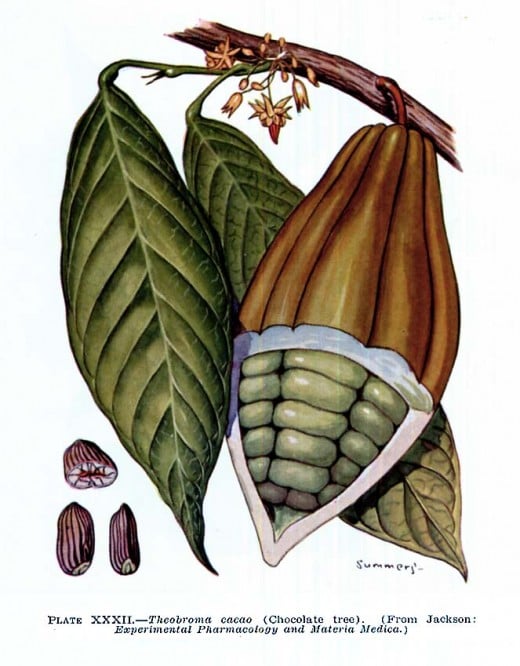 Cacao, Theobroma cacao L.