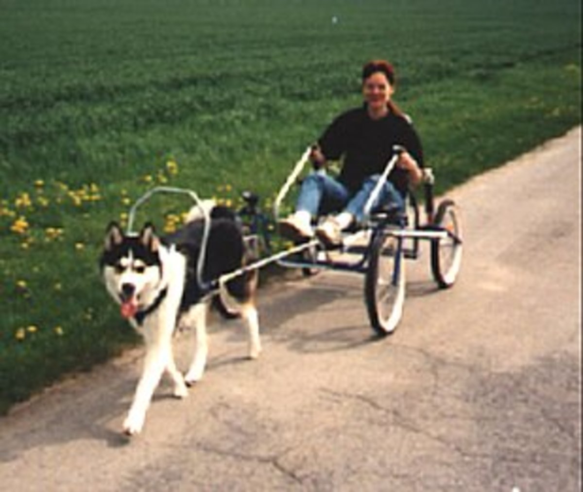 How to Have Fun Carting With a Dog hubpages