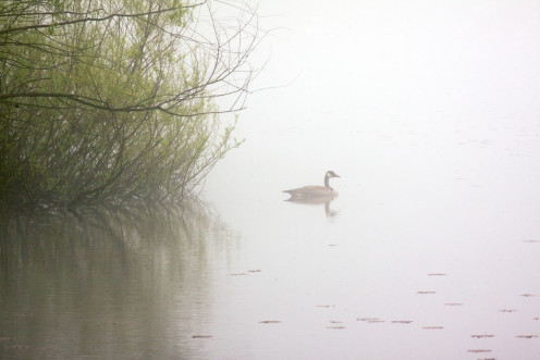 Goose and Fog, Hurdle Waterfowl Park, Ashland County Ohio