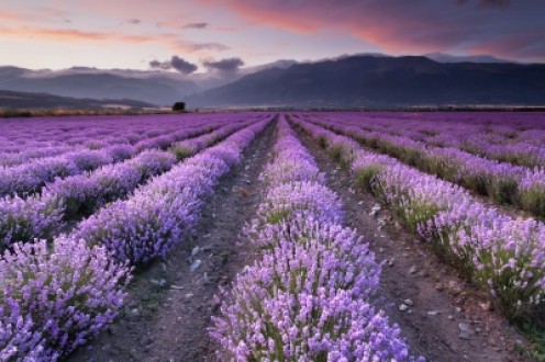 How to Make Lavender Oil How to Make Lavender Oil