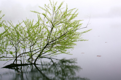 Fresh Green Spring Leaves, Hurdle Waterfowl Park, Ashland County Ohio