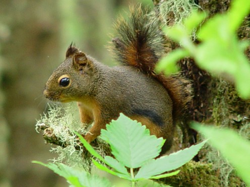 A Douglas squirrel