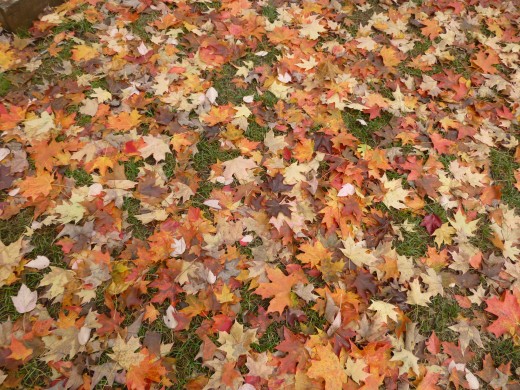 Autumn Leaves 