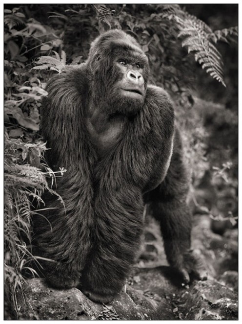 THIS POWERFUL BEAST IS A GORILLA. HE MAY LOOK LAZY, BUT PLEASE, DO NOT BE A FOOL AND TELL HIM HE IS LAZY.