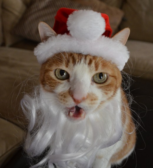 Taking photos of your pets is fun. Sammy Boy was thrilled to be wearing the Santa hat and beard.