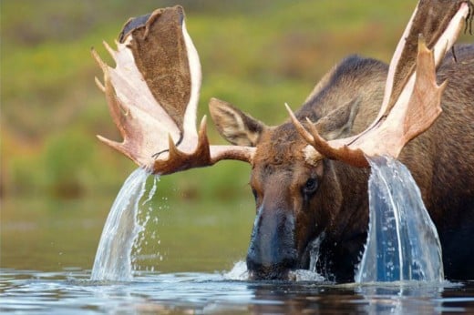 Water falling from Moose antlers