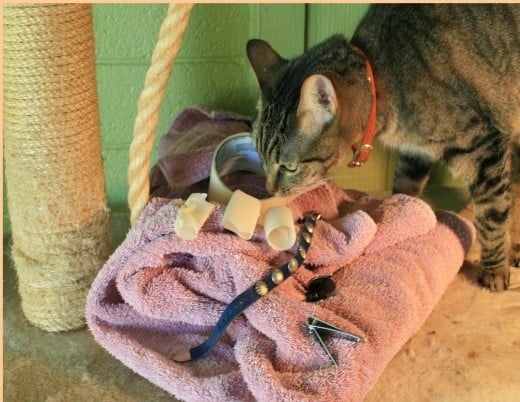 Lilly inspects, clippers, towel, tape, collar all on the kitty condo with scratching post