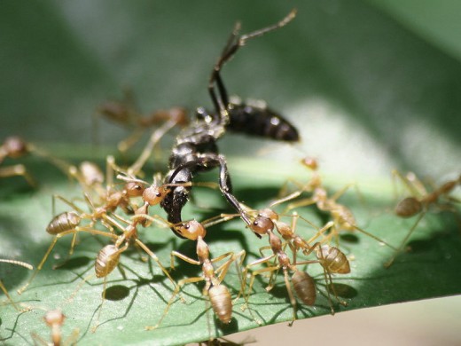 There are many types of Ants