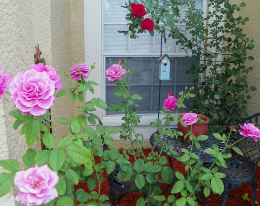 Old Garden Roses (front) Don Juan Climbing Rose (back)