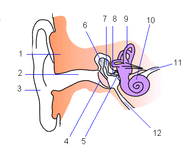 1 - skull, 2 - ear canal, 3 - pinna, 4 - tympanum, 5 - fenestra ovalis, 6 - malleus, 7 - incus, 8 - stapes, 9 - labyrinth, 10 - cochlea, 11 - auditory nerve, 12 - eustachian tube 