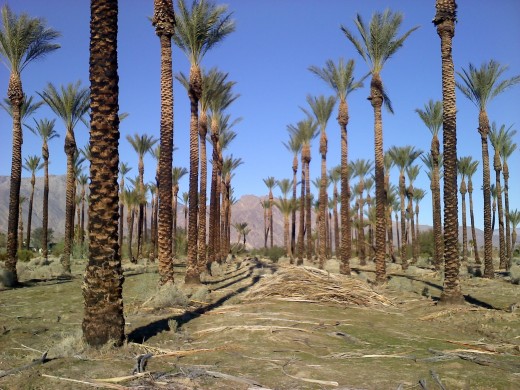 Palms are very biblical and symbolic, but they violate a lot of rules. They work on the Sabbath.