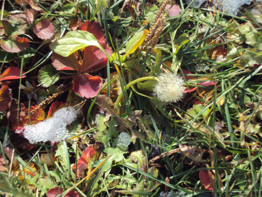 The next dandelion will not wait for spring to pass.