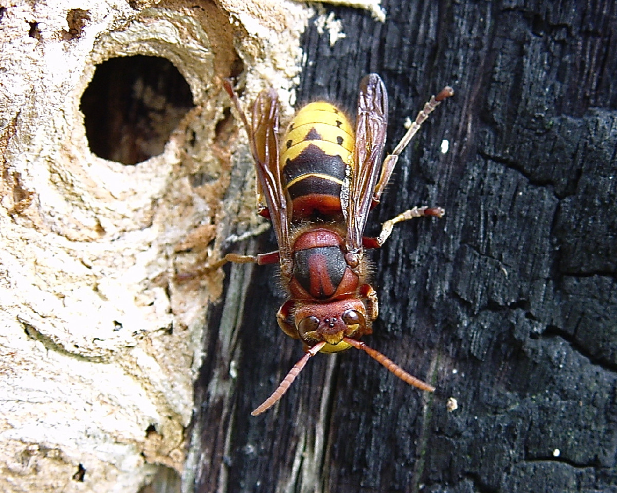 Another European hornet