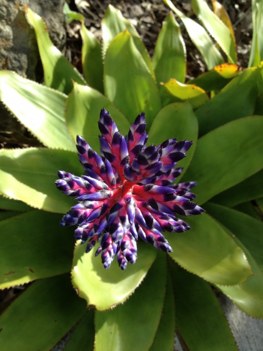 I love this plant's flower.  It reminds me of a Fourth Of July firework display. 