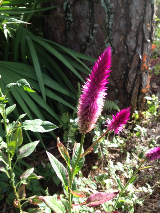 The vivid purple of this flower really comes out in the sunshine.  This was on the edge of the Butterfly Garden area. 
