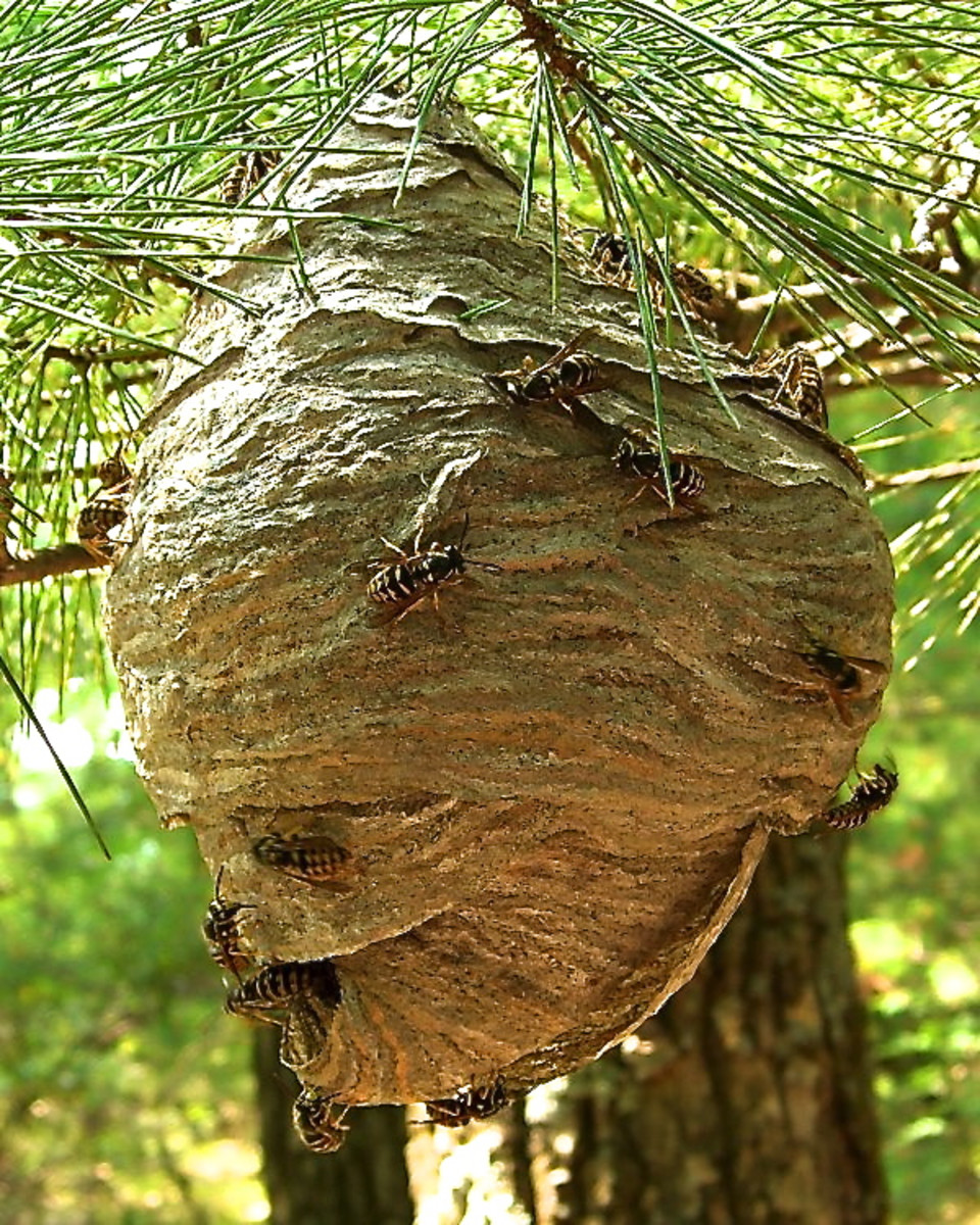 Interesting Facts About Hornets: Large Wasps With Paper Nests | Dengarden