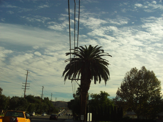A stately palm tree spotted on a walk.